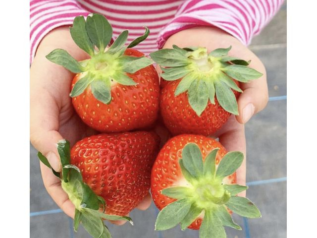 《2026年シーズン》【八千代・都内から好アクセス!いちご狩り】30分食べ放題!...