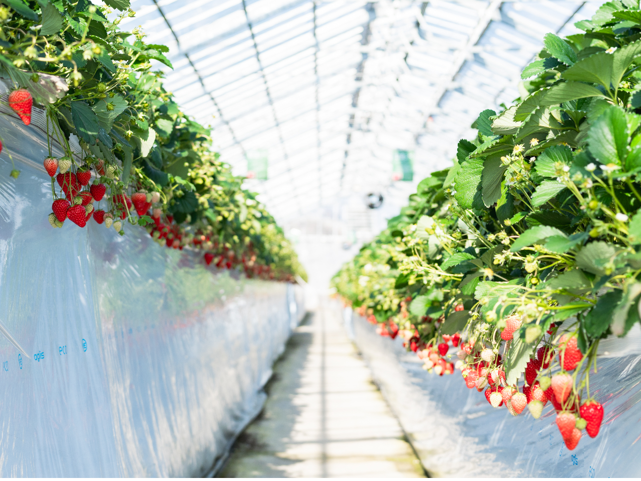 《2026年4/7~》【八千代・都内から好アクセス!いちご狩り】30分食べ放題!...