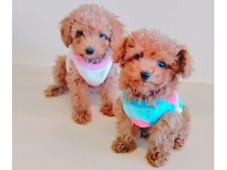 Jr伊東線 宇佐美駅徒歩9分 犬カフェ かわいいワンちゃんと触れ合える カップルやファミリーにもオススメ Petshop Maruko じゃらん遊び体験 Jr伊東線 宇佐美駅徒歩9分 犬カフェ かわいいワンちゃんと触れ合える カップルやファミリーにもオススメ Petshop Maruko じゃらん遊び体験