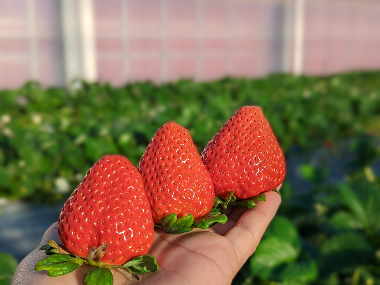 \40分いちご食べ放題♪/メイン3品種、全6品種の食べ比べ♪鎌ヶ谷エリア・アット...