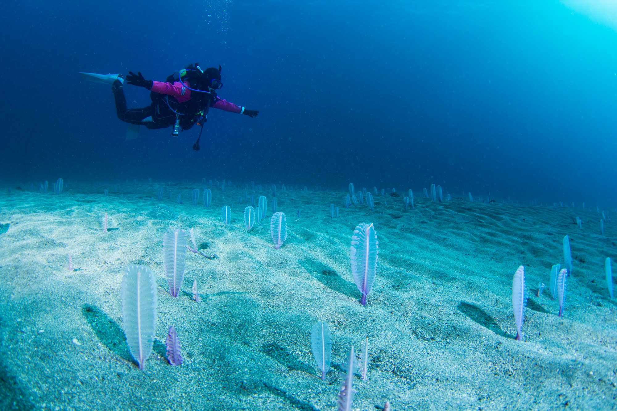 【2ボート・ファンダイビング】館山のダイビングポイントをご案内します♪ガイド代/...