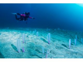 一面のウミエラ畑は見事です