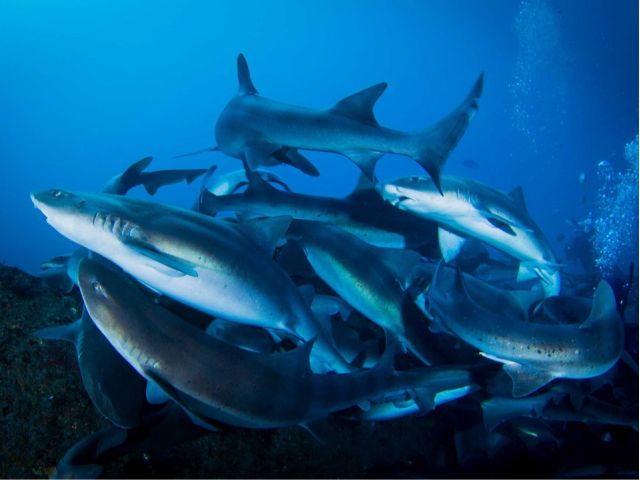 伊戸の海では、サメのトルネードが見れます
