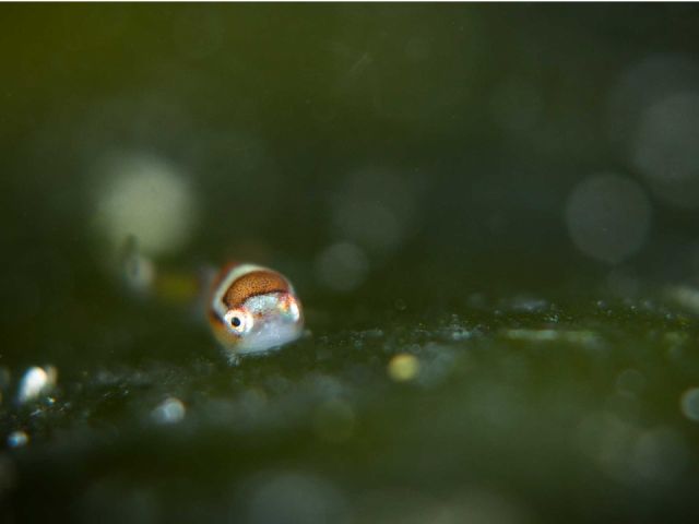 冬から春にかけて東京湾でもダンゴウオが見れます