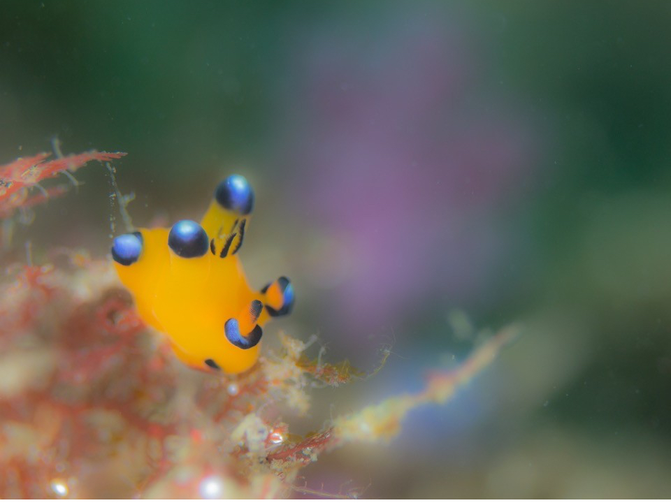 sJ`[E~EVłB킢ĐlC̃E~EVł