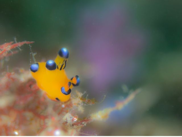 ピカチューウミウシです。かわいくて人気のウミウシです