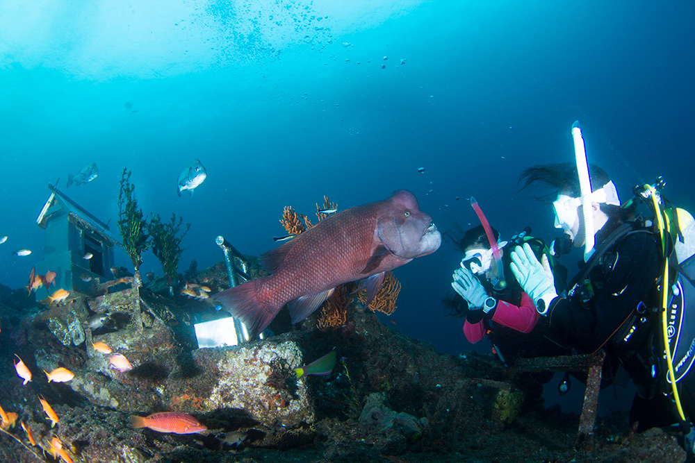 【3ボート・ファンダイビング】都心から1時間半、房総半島館山の海をご案内します♪