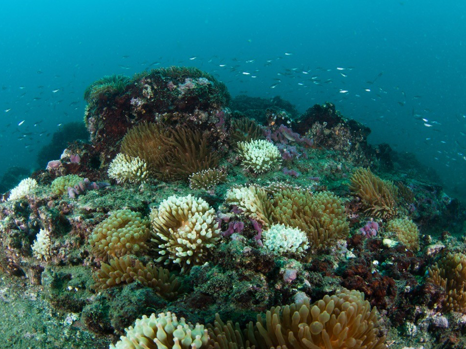 千葉の海は生物が豊富です