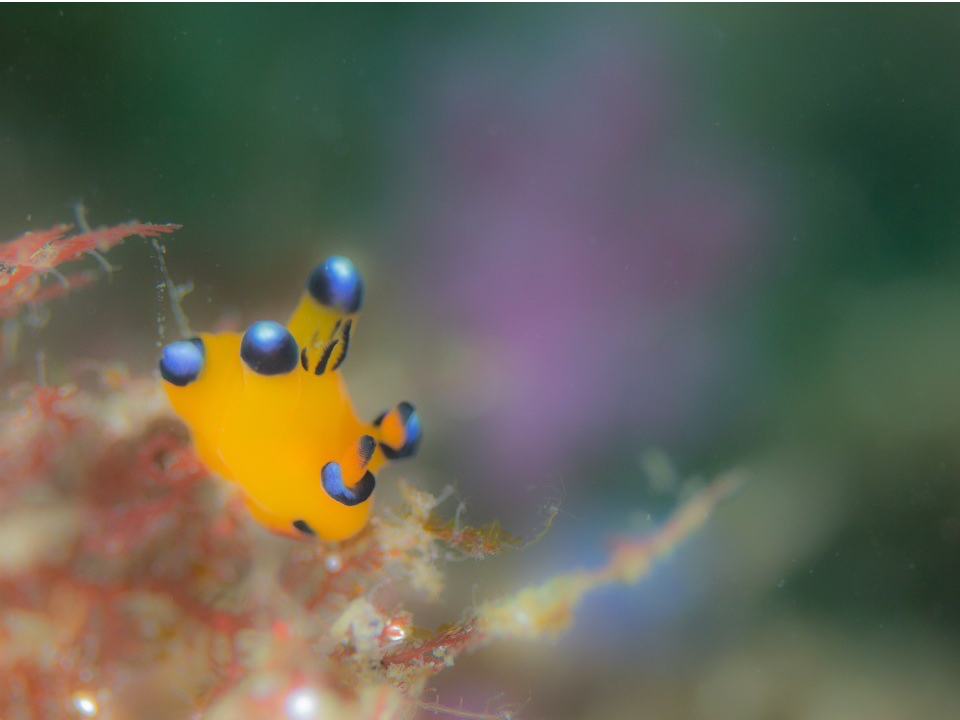 ピカチューウミウシです。かわいくて人気のウミウシです