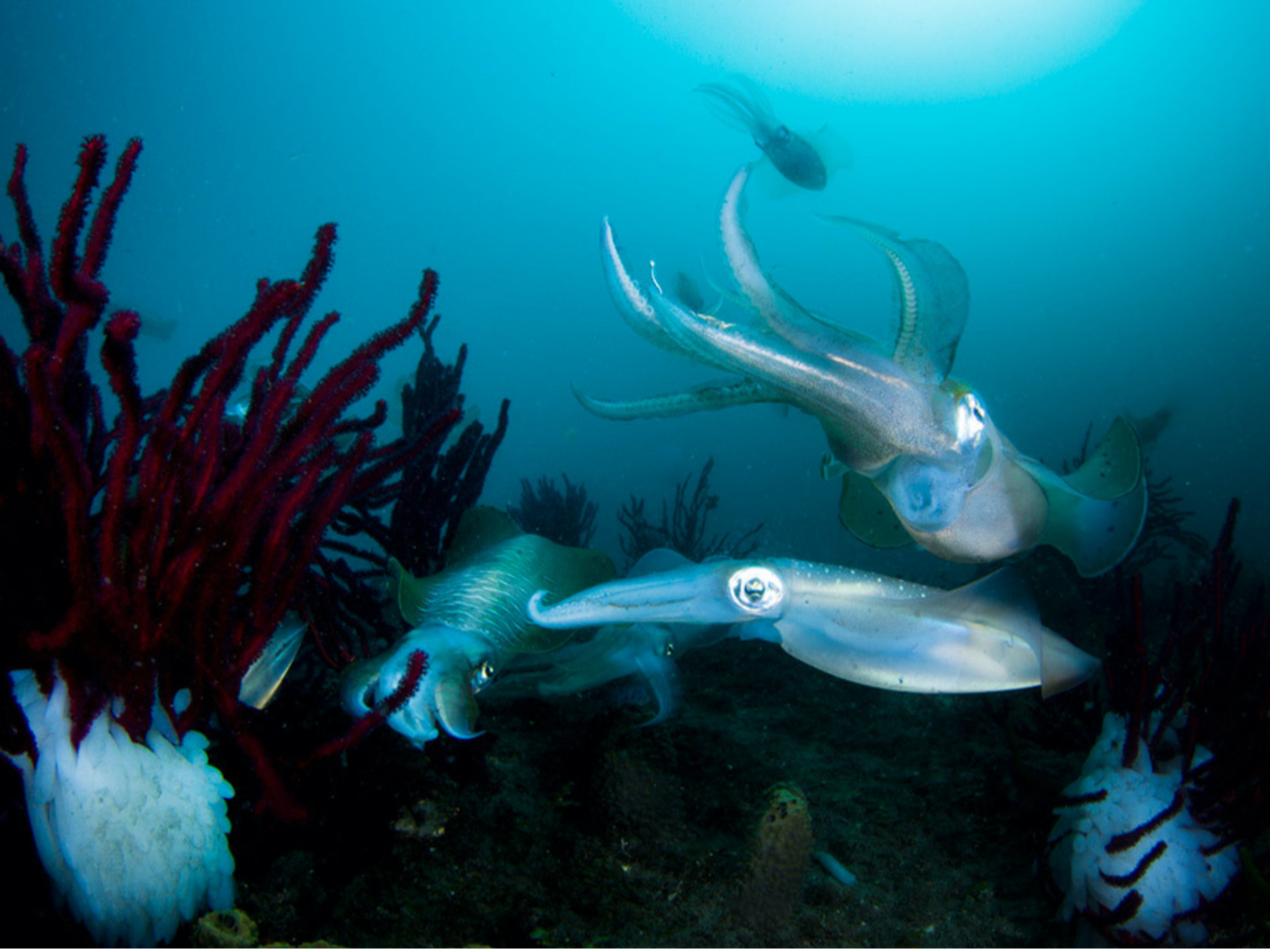 夏前にはアオリイカの産卵シーンに出会えるかも