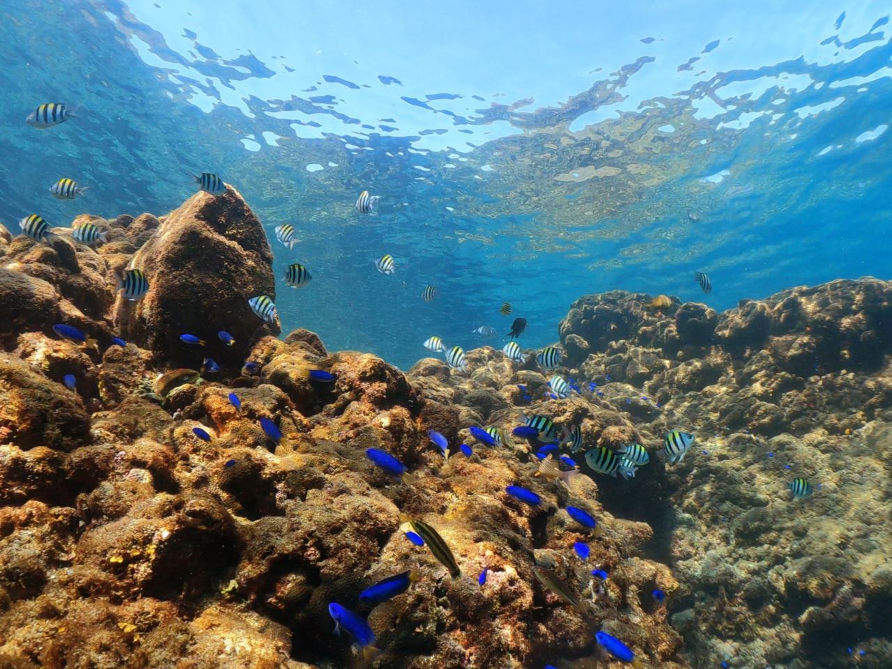 浅瀬でもたくさんの生き物に出会えます