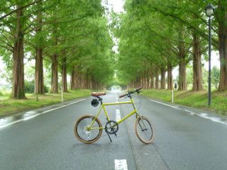 メタセコイヤ並木にて