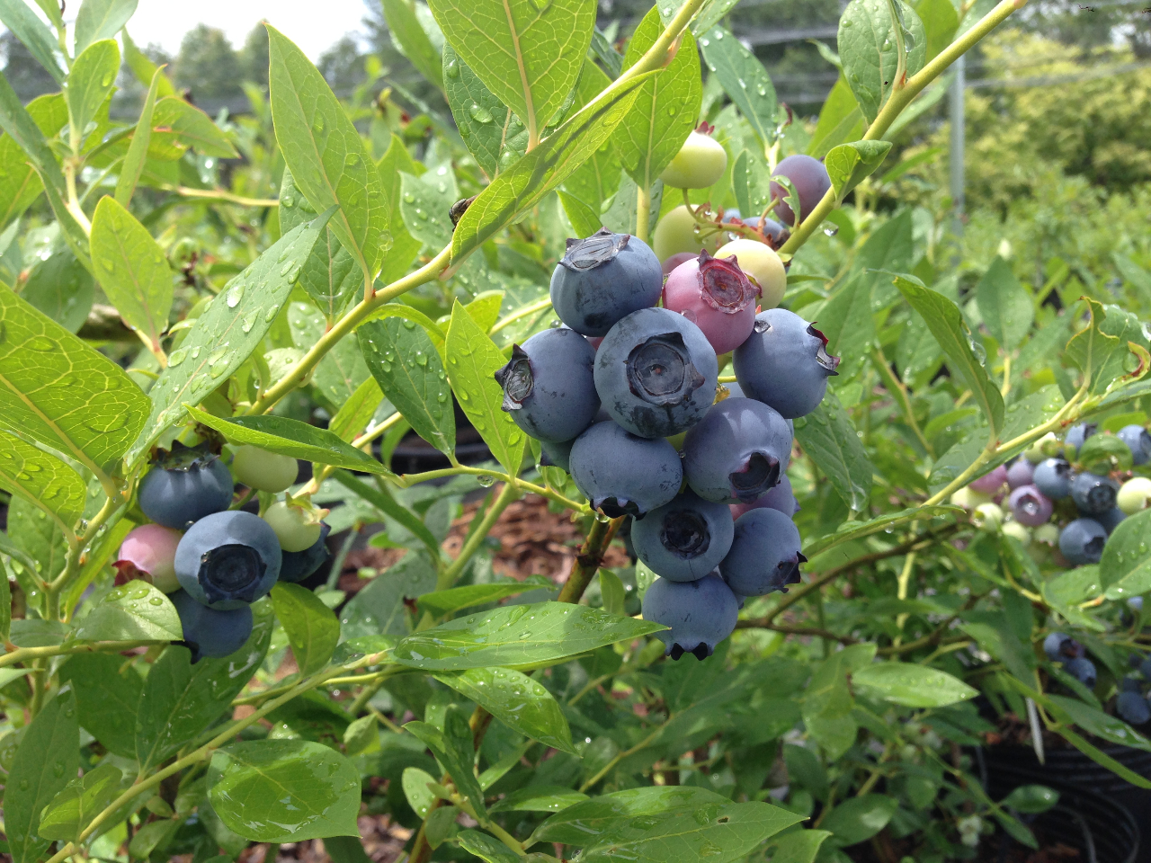 時間無制限 食べ放題 ブルーベリー狩り体験 バンビの住む森 ブルーベリーの丘hopiを満喫 カップル 女性にもお勧め ブルーベリーの丘hopi じゃらん遊び体験 時間無制限 食べ放題 ブルーベリー狩り体験 バンビの住む森 ブルーベリーの丘hopiを満喫 カップル 女性にもお勧め ブルーベリーの丘hopi じゃらん遊び体験