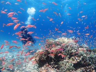 半日でシュノーケルと体験ダイビングができるコースです