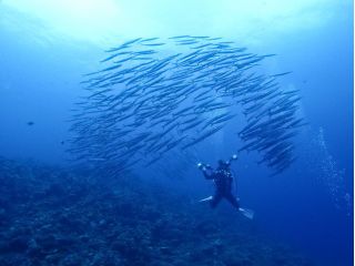 半日でダイビングが2本潜れるコースです