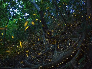 イルミネーションのように光ります