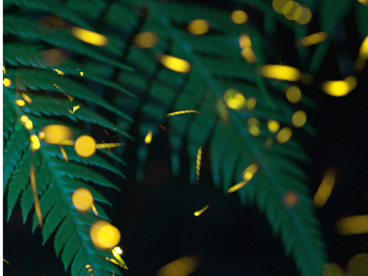 f_ł̂ŁAʐ^ɎBƓ_  ZɂȂ̂łB