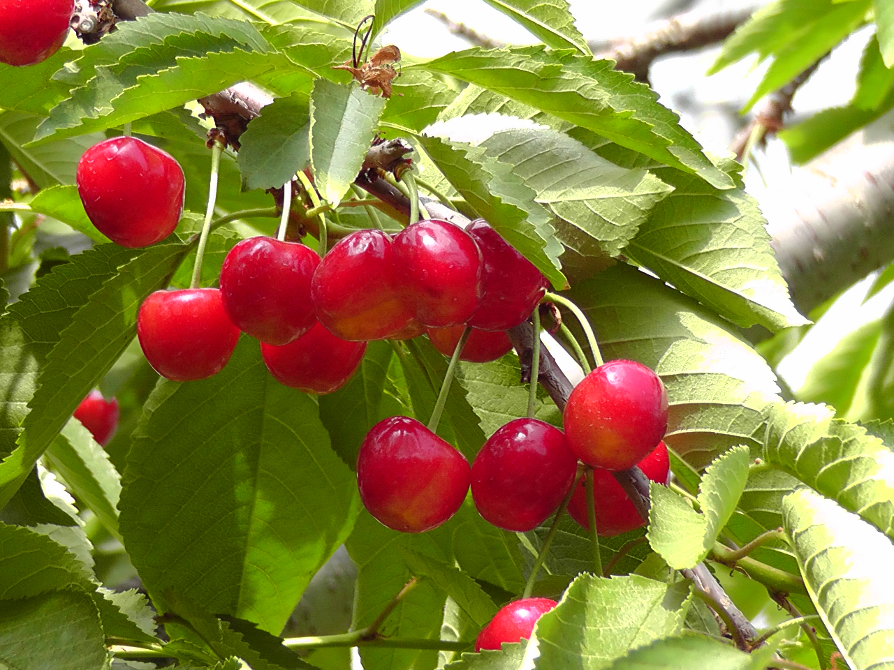 【※現在体験受け入れ休止中※】【2026年も開催予定!さくらんぼ狩り★30分食べ...