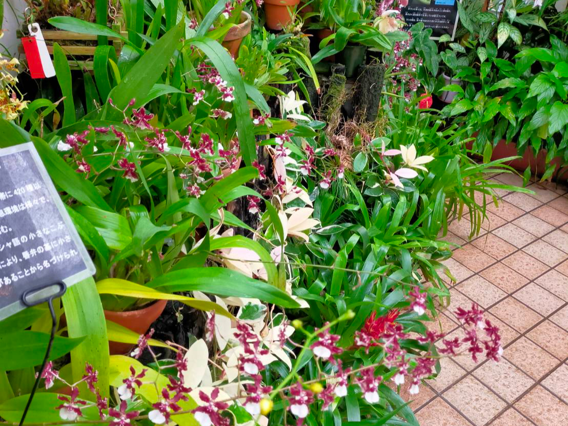植物園入園チケット】～スモールテラ（小さな地球）～の愛称で親しま