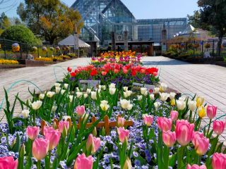 春のメイン花壇はチューリップとビオラ