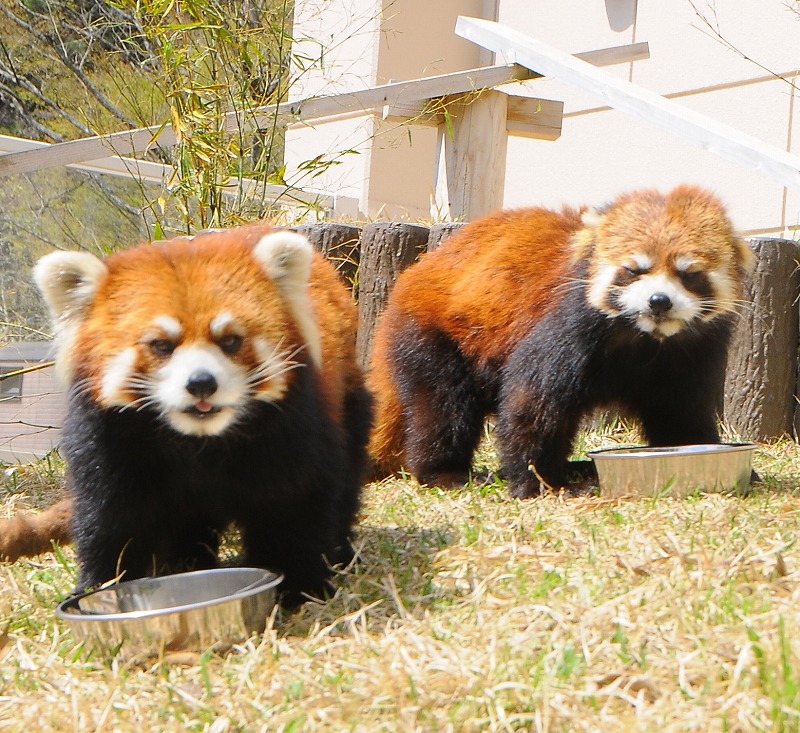 共通入園チケット 福知山市植物園 動物園 児童科学館ぜんぶに入れる共通券 お子様連れファミリー カップル お友達におすすめ 福知山市都市緑化植物園 じゃらん遊び体験