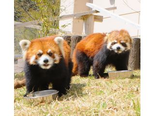 レッサーパンダの夫婦 しらたま(♀)と風太の孫のキャラ(♂)