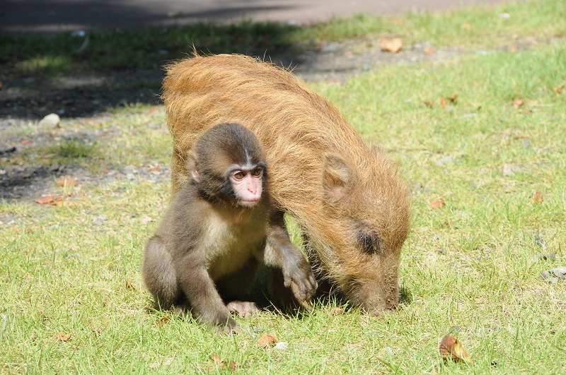 2010Nɓ{ŘbƂȂu݂vƁuEVvłB