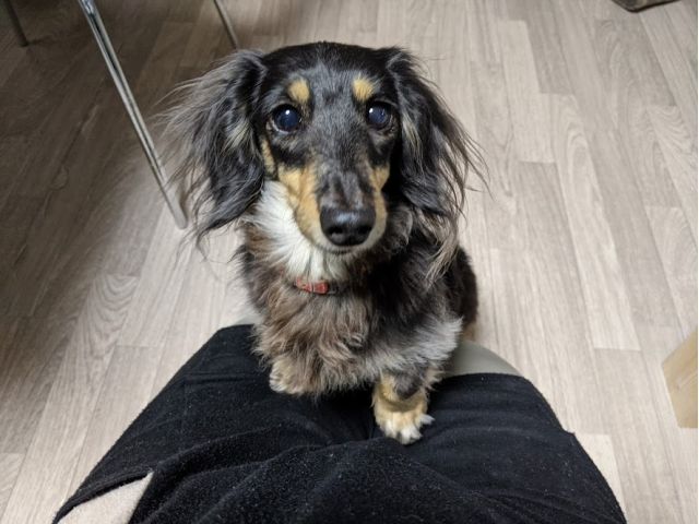 看板犬 結 お待ちしております