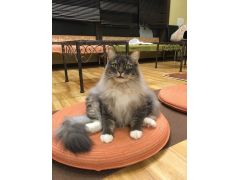 猫カフェ Baron 予約 アクセス 割引クーポン じゃらんnet 猫カフェ Baron 予約 アクセス 割引クーポン じゃらんnet