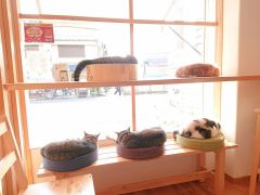 岐阜 大垣 養老の動物カフェランキングtop4 じゃらんnet 岐阜 大垣 養老の動物カフェランキングtop4 じゃらんnet