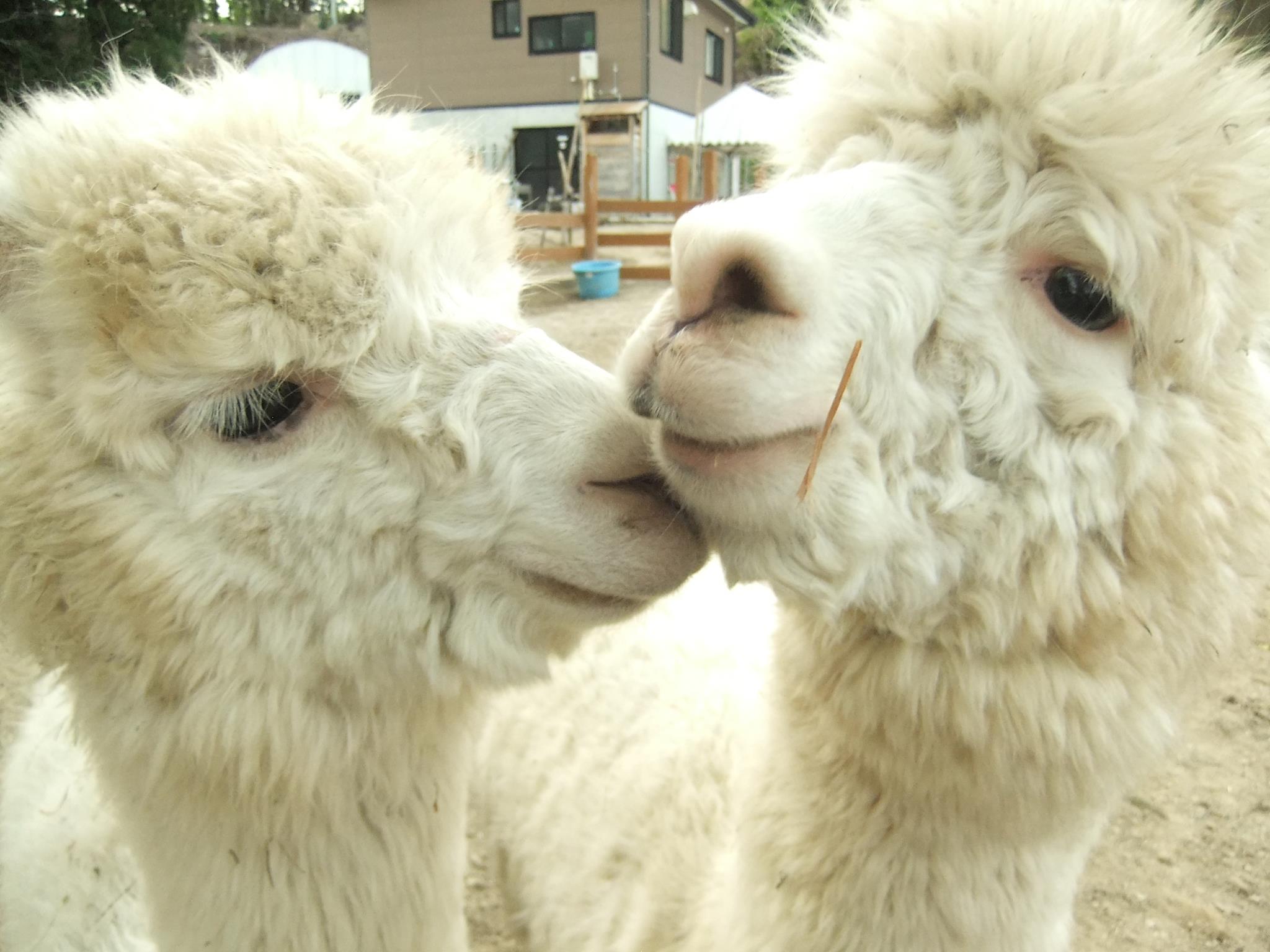 午前の部 35頭のアルパカと触れ合える 新潟 山古志 エサやり体験プラン もふもふの僕たちに会いにきてね 入場 見学無料 ファミリーでお越しください 山古志アルパカ村 じゃらん遊び体験