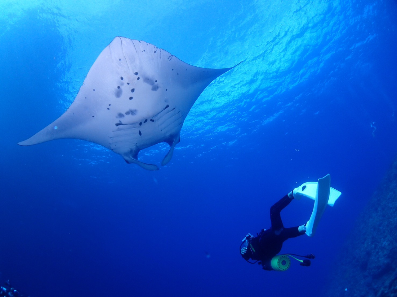 cǊԏł̓AIE~Kɍmőł|Cg܂B