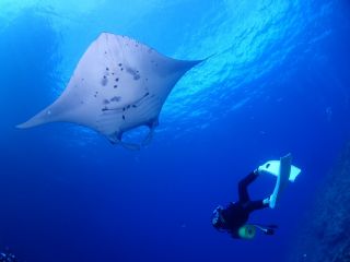 慶良間諸島ではアオウミガメに高確率で遭遇できるポイントがあります。