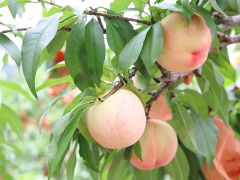 津山 美作三湯 蒜山の果物 野菜狩りランキングtop10 じゃらんnet 津山 美作三湯 蒜山の果物 野菜狩りランキングtop10 じゃらんnet