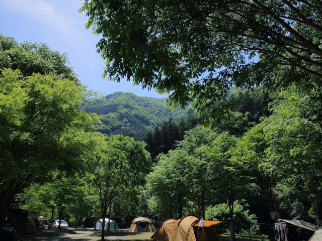 キャンプサイト。山の中を感じられます。
