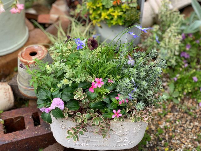 大人気 寄せ植え体験 お家を彩る癒しの1鉢をつくろう ファミリー 女性におすすめ 花華ショップ じゃらん遊び体験 大人気 寄せ植え体験 お家を彩る癒しの1鉢をつくろう ファミリー 女性におすすめ 花華ショップ じゃらん遊び体験