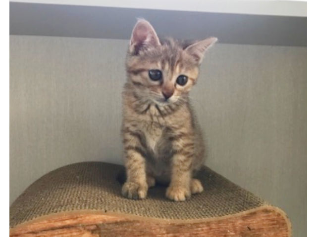 60分 ワンドリンク付き ネコちゃん達とまったりふれあいプラン 保護猫カフェmocomoco じゃらん遊び体験 60分 ワンドリンク付き ネコちゃん達とまったりふれあいプラン 保護猫カフェmocomoco じゃらん遊び体験