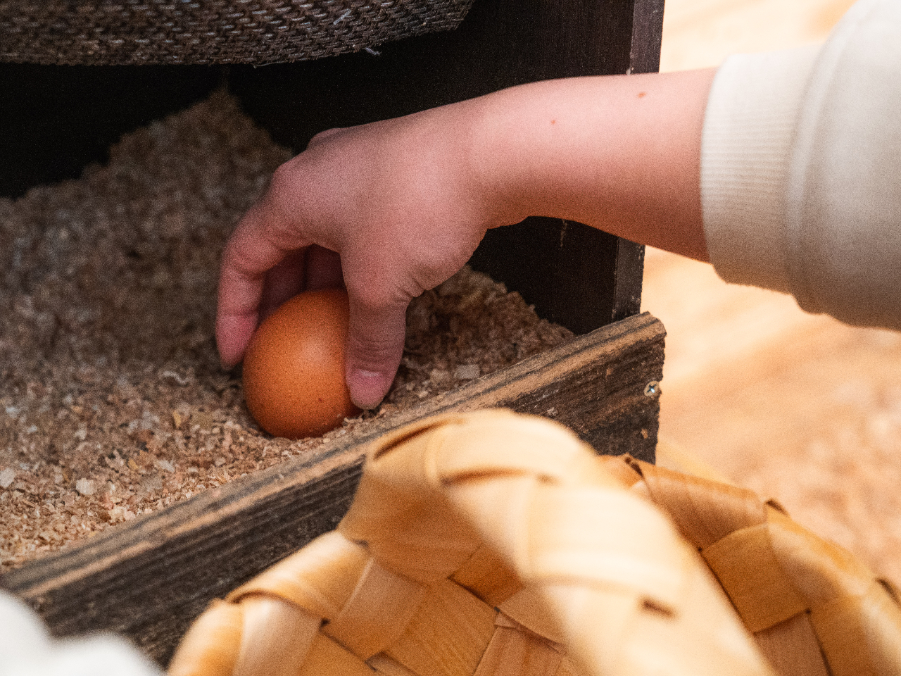 卵は自分で取ったものを使用します。