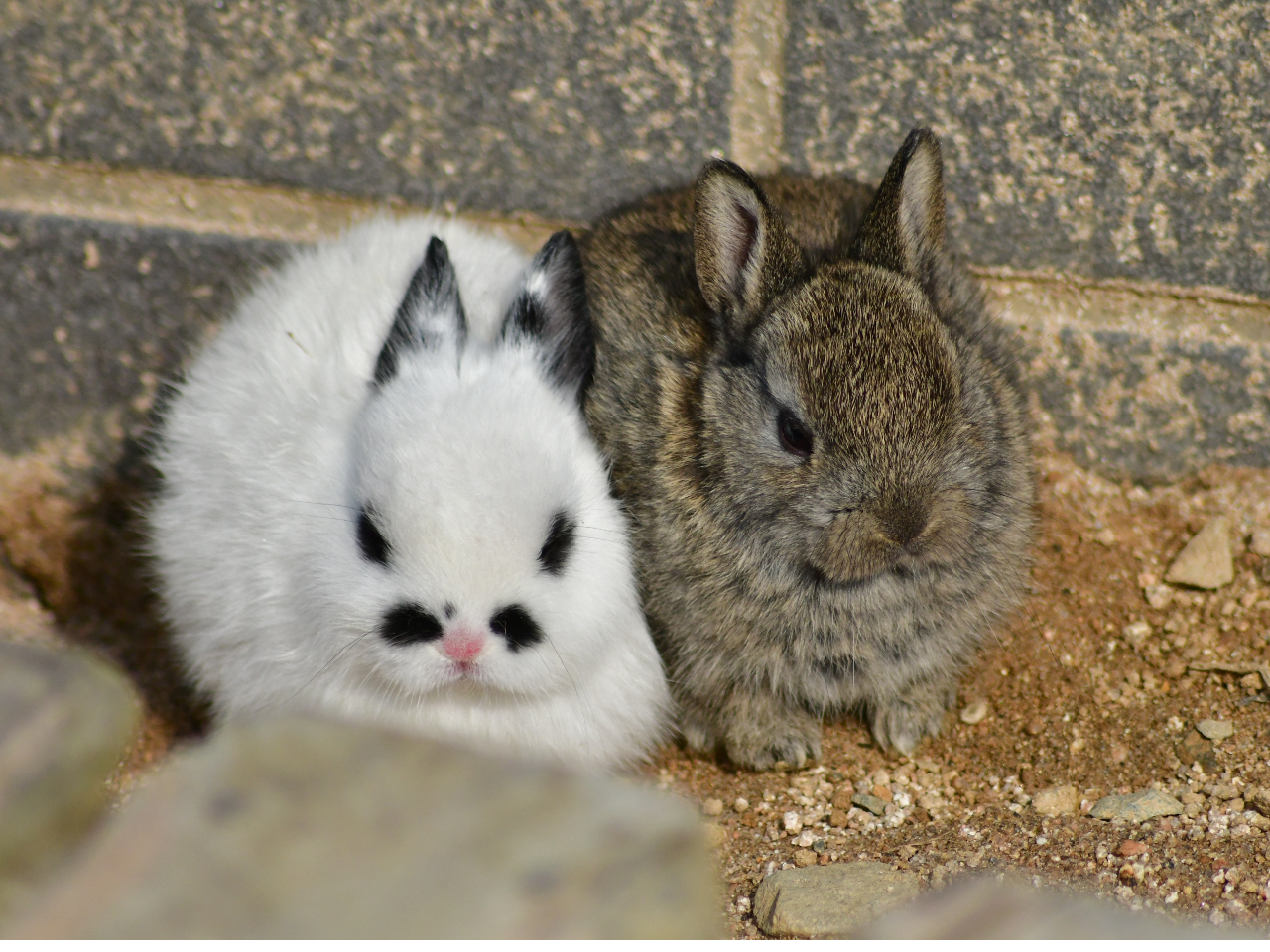 もふもふパラダイス