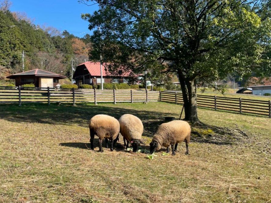 天気の良い日はヤギや羊が放牧に出ます