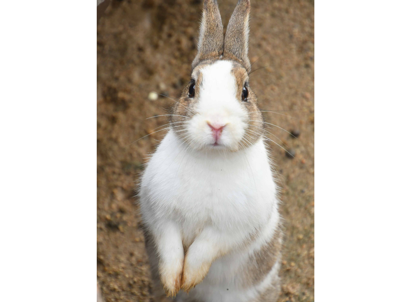 ウサギも猫もヤギも羊も 皆さんのご予約をお待ちしています