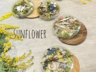 小さな世界を楽しむシャーレリウム