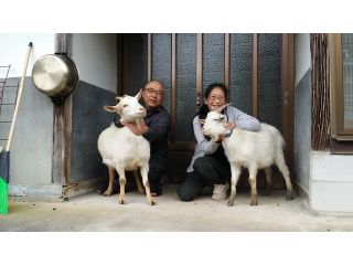 犬 猫 ヤギに囲まれながら行うそば打ち体験 ワンにゃんべぇハウス大江屋 じゃらん遊び体験