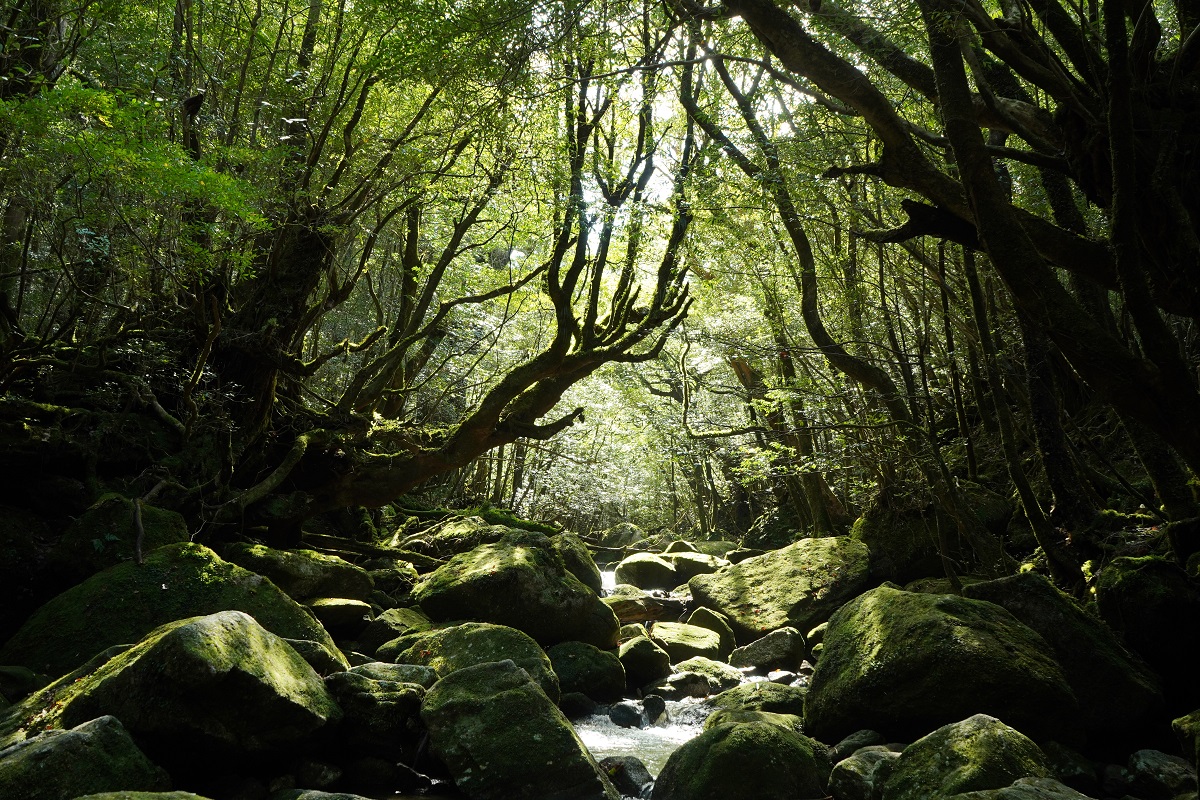 貸切ガイド 縄文杉と白谷雲水峡一泊二日キャンプ プライベートで苔むす森と縄文杉 Kichikin Trek 屋久島 じゃらん遊び体験 貸切ガイド 縄文杉と白谷雲水峡一泊二日キャンプ プライベートで苔むす森と縄文杉 Kichikin Trek 屋久島 じゃらん遊び体験