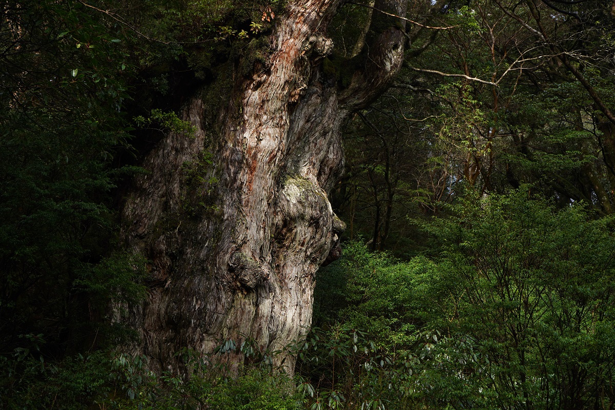 ●一名様からご参加頂ける、完全貸切ガイドツアーです。