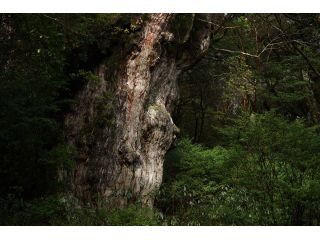 日本最大の巨杉・縄文杉