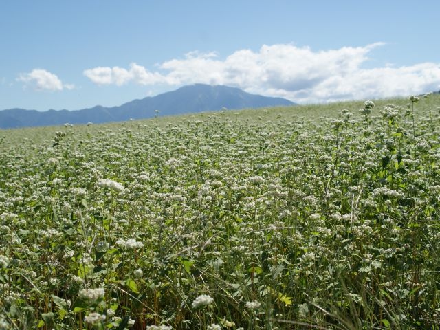 地元椛の湖 そば畑