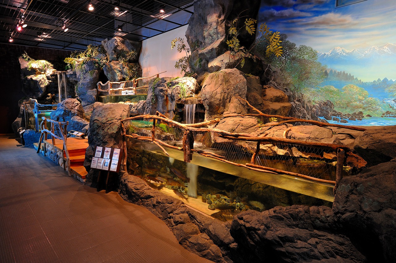 群馬県唯一の水族館 淡水魚を集めた珍しい生物もお出迎え 大人気の トンネル水槽 はまるで川の中を歩いているような感覚 道の駅 みなかみ水紀行館 じゃらん遊び体験