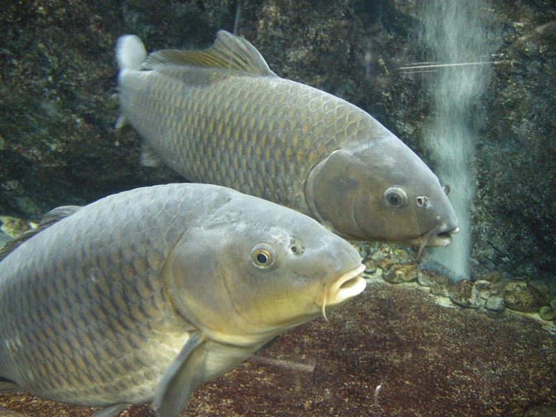 群馬県唯一の水族館 淡水魚を集めた珍しい生物もお出迎え 大人気の トンネル水槽 はまるで川の中を歩いているような感覚 道の駅 みなかみ水紀行館 じゃらん遊び体験