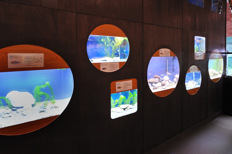 群馬県唯一の水族館 淡水魚を集めた珍しい生物もお出迎え 大人気の トンネル水槽 はまるで川の中を歩いているような感覚 道の駅 みなかみ水紀行館 じゃらん遊び体験